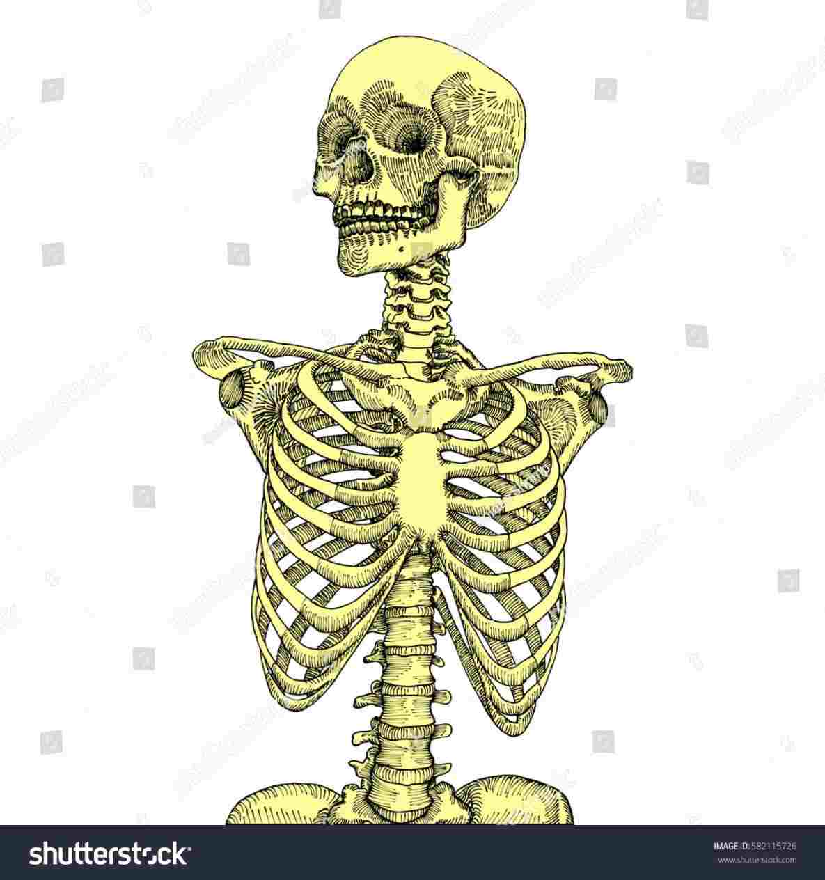 1185x1264 Rhgetdrawingscom Human Anatomy Human Rib Cage Ribs Drawing - Human Rib Cage Drawing