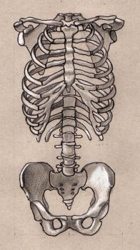 196x350 Rib Cage Drawing Inspiration Anatomy Art, Anatomy Tattoo - Human Rib Cage Drawing