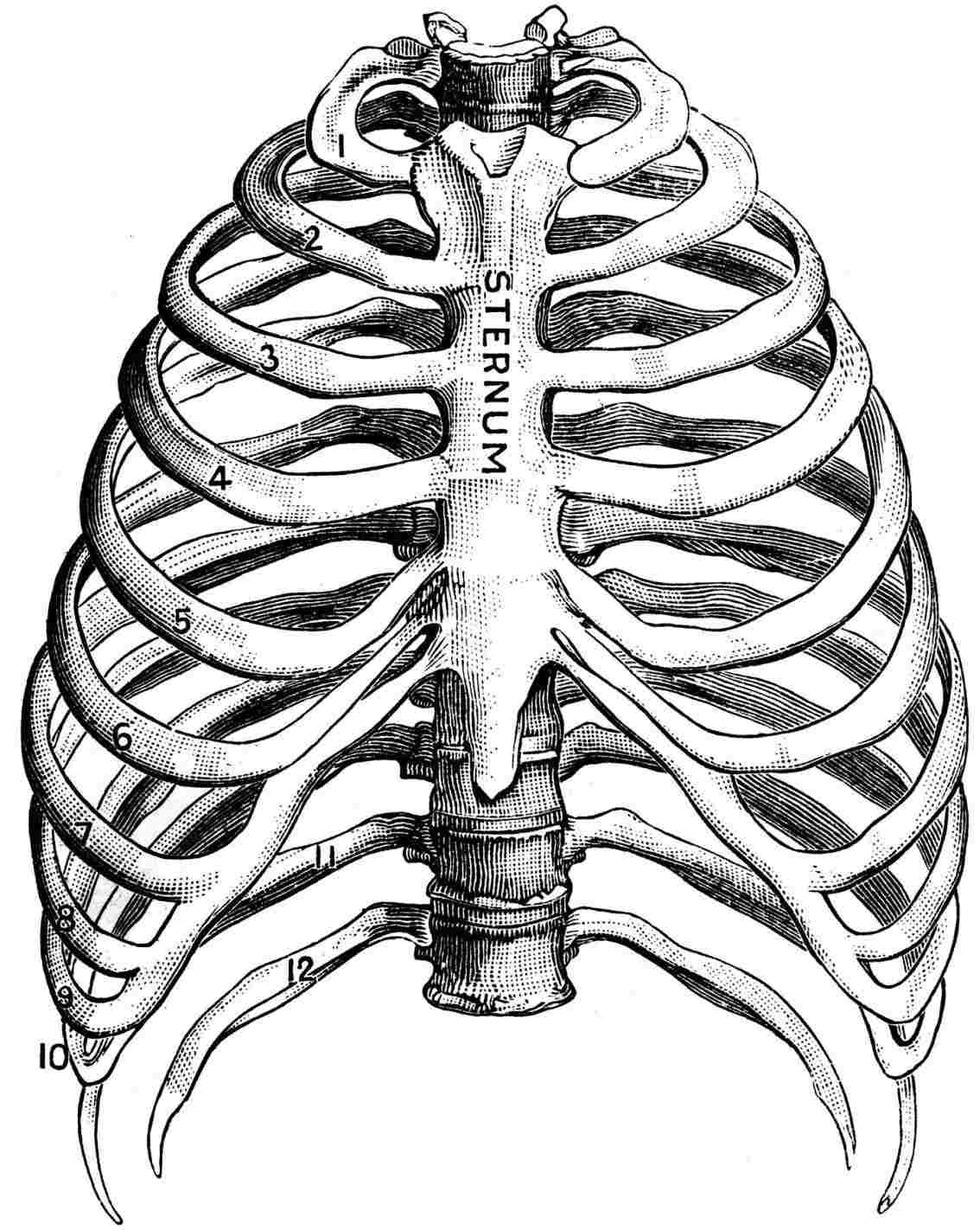 Rib Cage Anatomy THORACIC SPINE ANATOMY / The rib cage, shaped in a