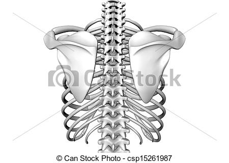 450x320 Rib Human Body Rib Cage - Human Rib Cage Drawing