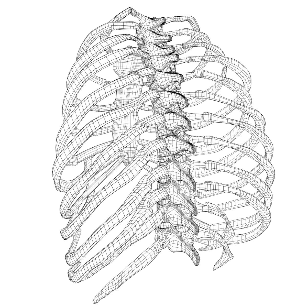 1200x1200 Anatomy - Human Rib Cage Drawing
