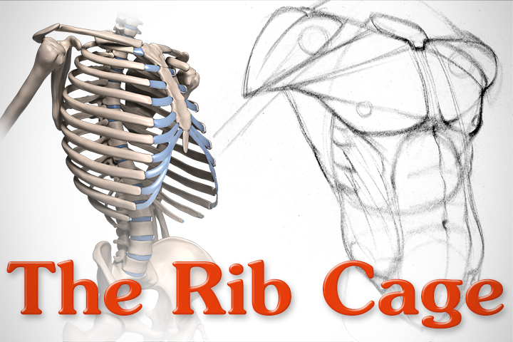720x480 Anatomy Of The Rib Cage Proko - Human Rib Cage Drawing