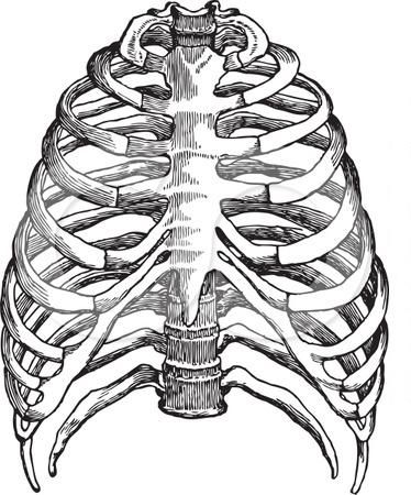 374x450 Child Coloring Anatomy Human Skeleton Coloring, Human Heart - Human Rib Cage Drawing