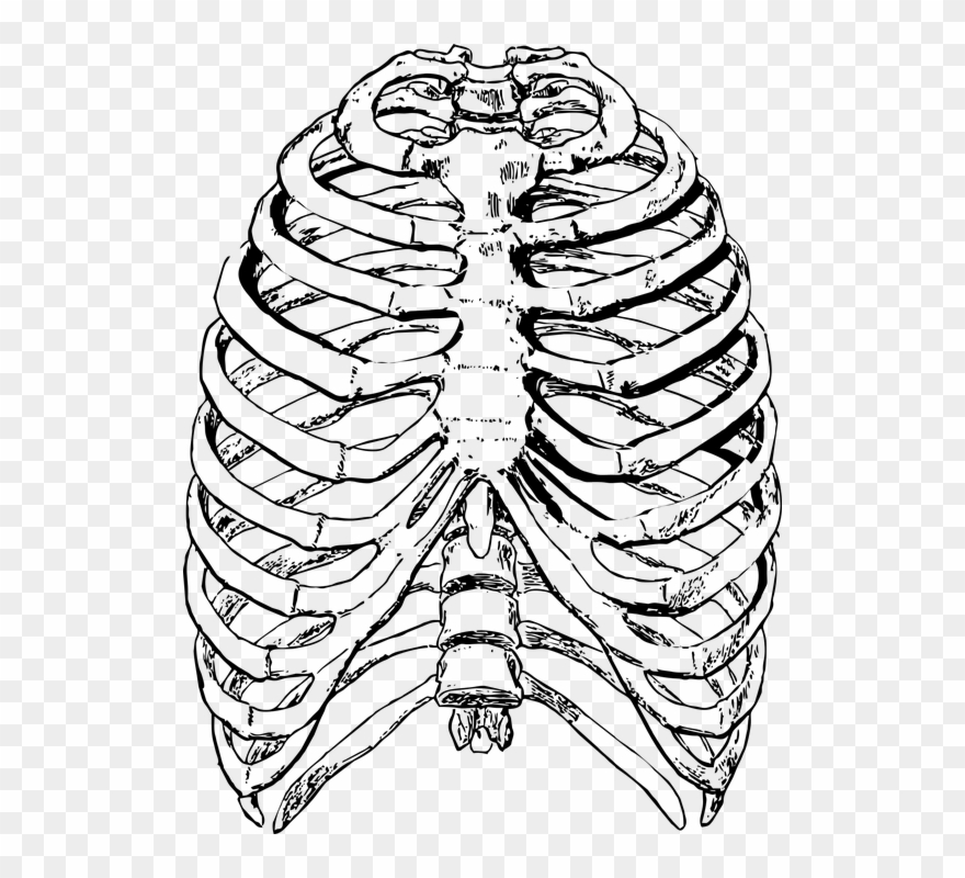880x800 Clip Art Freeuse Cage Drawing Pixel - Human Rib Cage Drawing