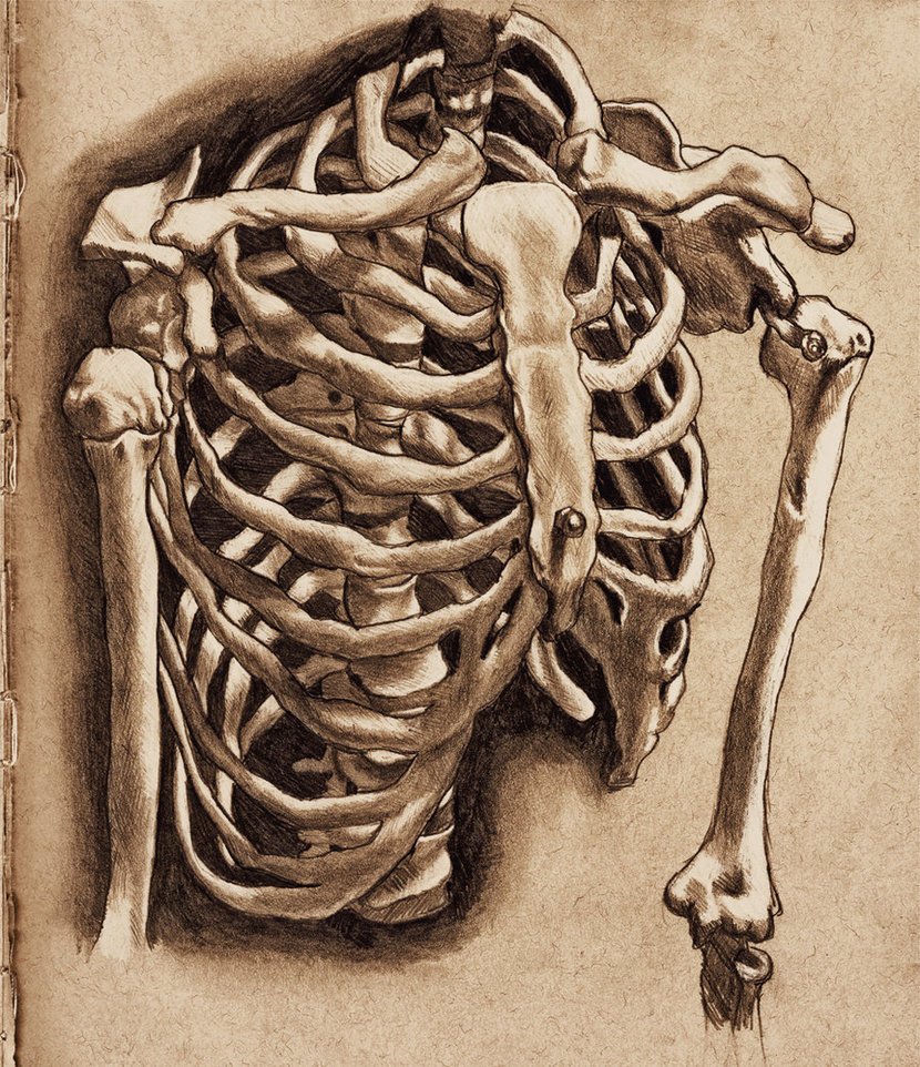 Human Ribs Drawing