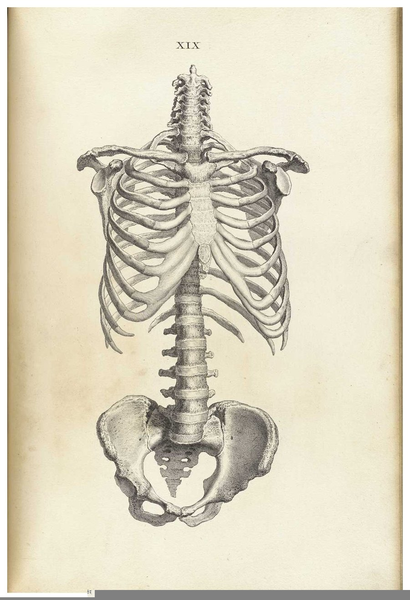 410x600 Draw Ribs Skeleton Free Images - Human Ribs Drawing