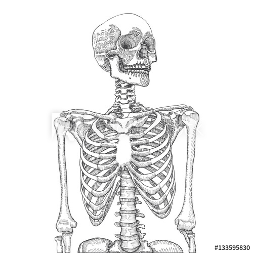 500x500 Hand Drawn Anatomical Medical Human Rib Cage With Skull On White - Human Ribs Drawing