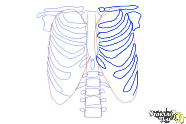 600x400 How To Draw A Rib Cage - Human Ribs Drawing