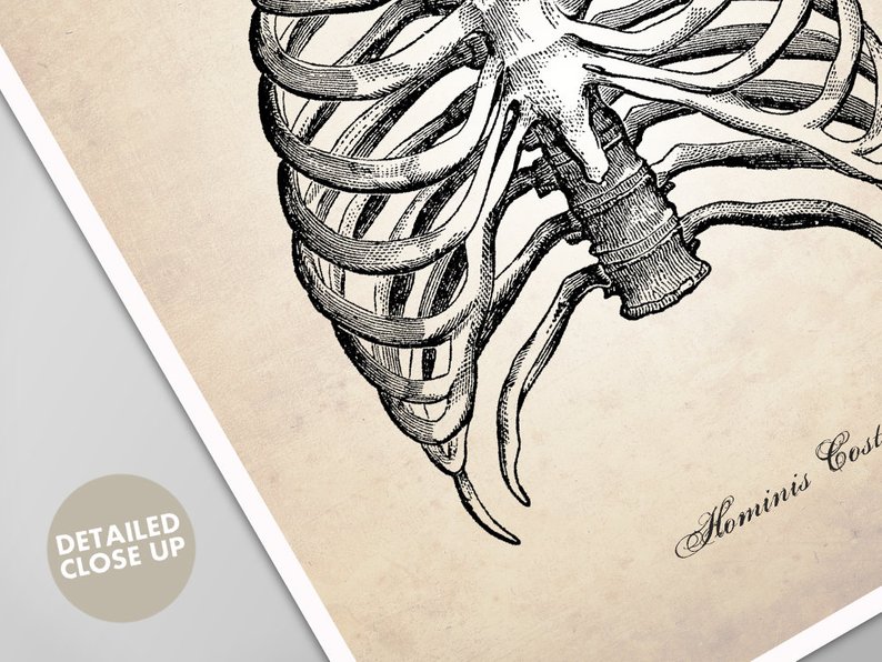 794x596 Human Rib Cage Art Print Anatomy Drawing Human Ribs Medical Etsy - Human Ribs Drawing