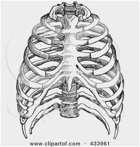 450x470 Human Rib Cage Diagram Unique Ribs Stock S Wiring Diagram - Human Ribs Drawing