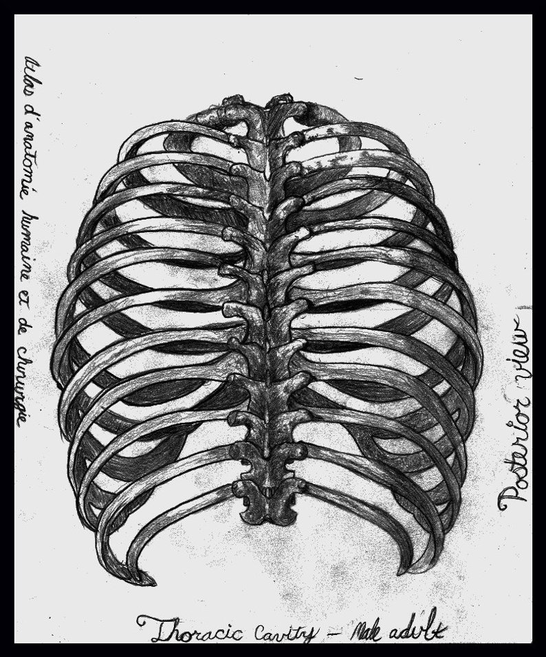 794x954 human ribs anatomical drawing etsy - Human Ribs Drawing.