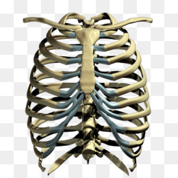 260x260 Rib Cage Png - Human Ribs Drawing