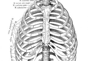 300x210 Rhcom Rib Drawing - Human Ribs Drawing
