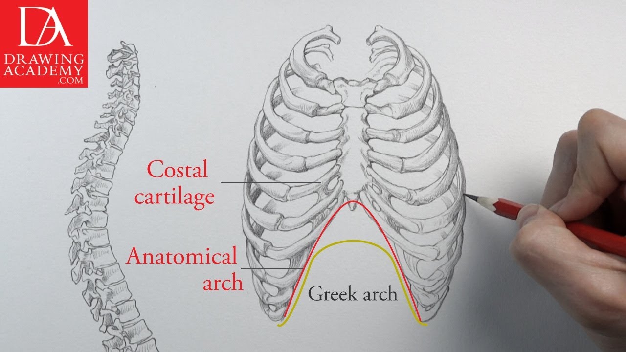 1280x720 Bones In The Human Body Presented - Human Ribs Drawing