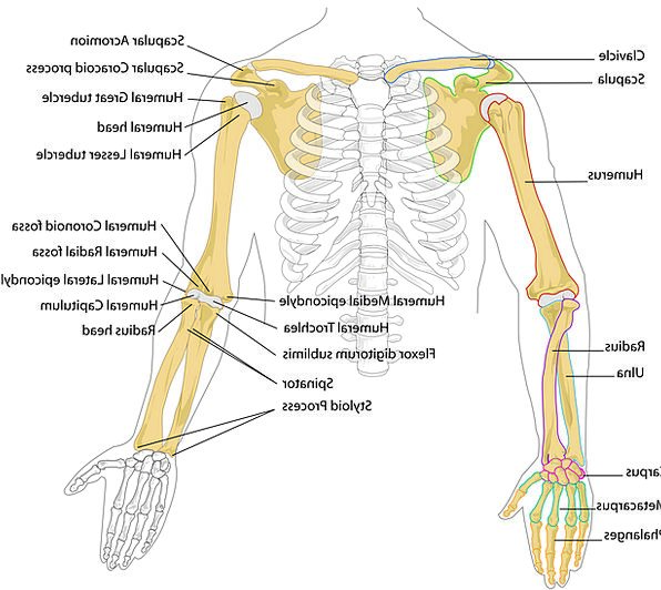 Human Ribs Drawing at PaintingValley.com | Explore collection of Human ...