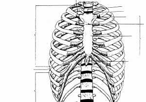 300x210 Diagram Of Rib Cage Awesome Ribcage Drawing - Human Ribs Drawing
