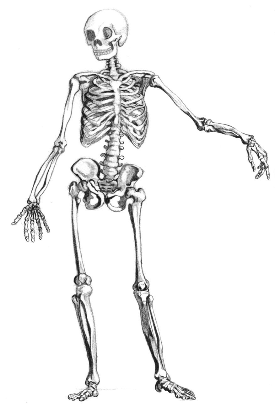 Human Skeletal System Drawing at PaintingValley.com | Explore ...