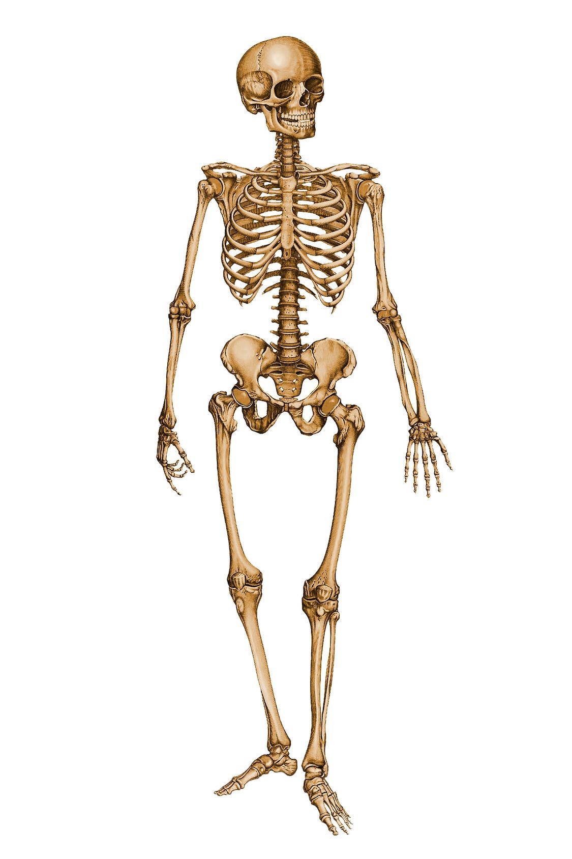 1125x1688 Skeletons Human Skeleton Anatomy, Human - Human Skeletal System Drawing