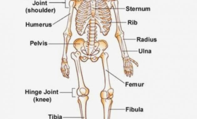 630x380 skeletal system drawing - Human Skeletal System Drawing