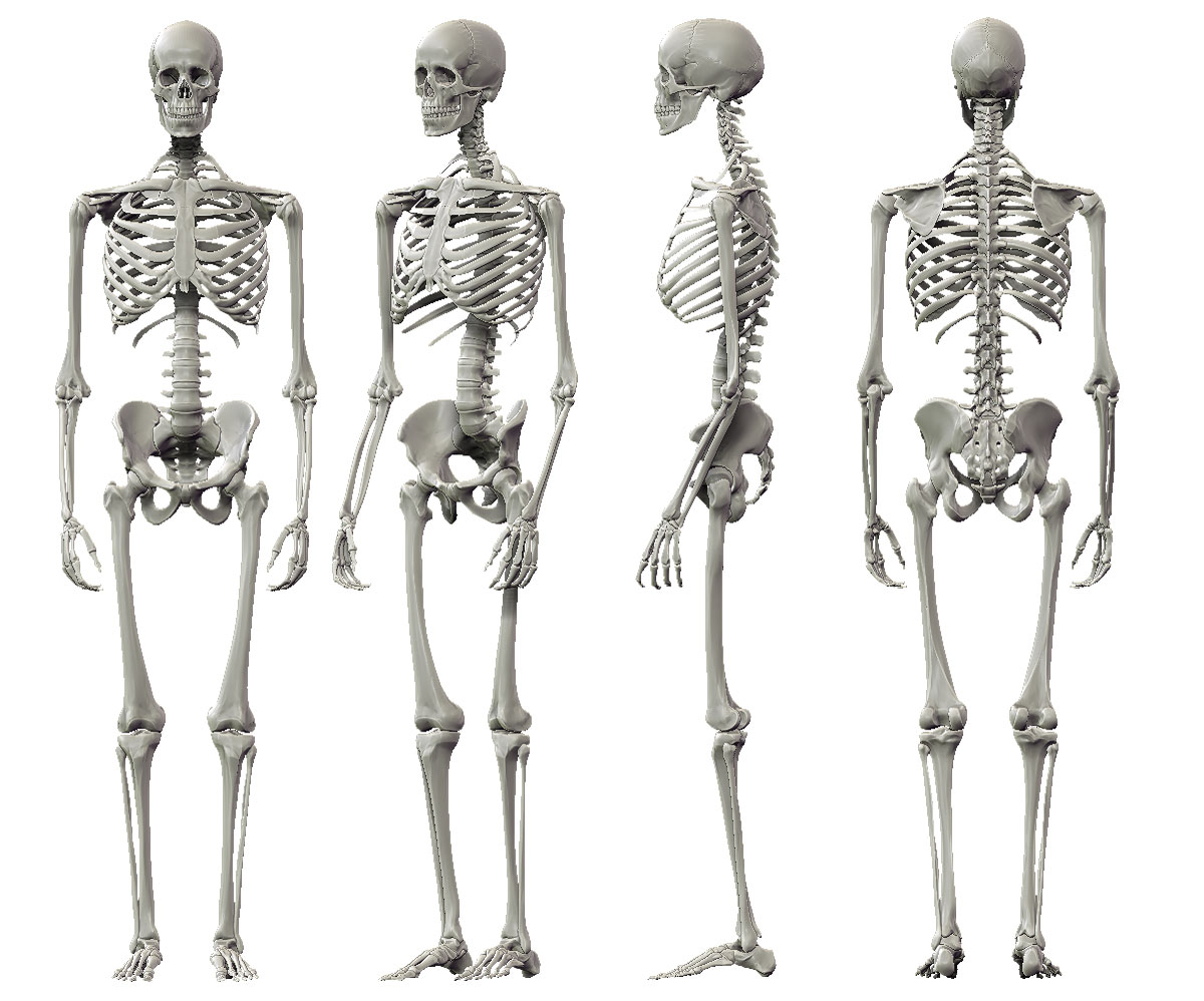 Full Body Human Skeleton Skeleton Drawing