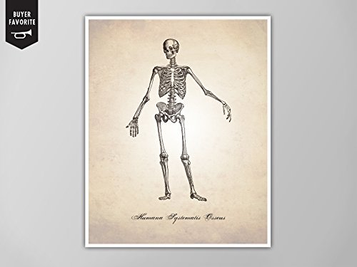 500x375 skeletal system human anatomy art print, human anatomy - Human Skeletal System Drawing