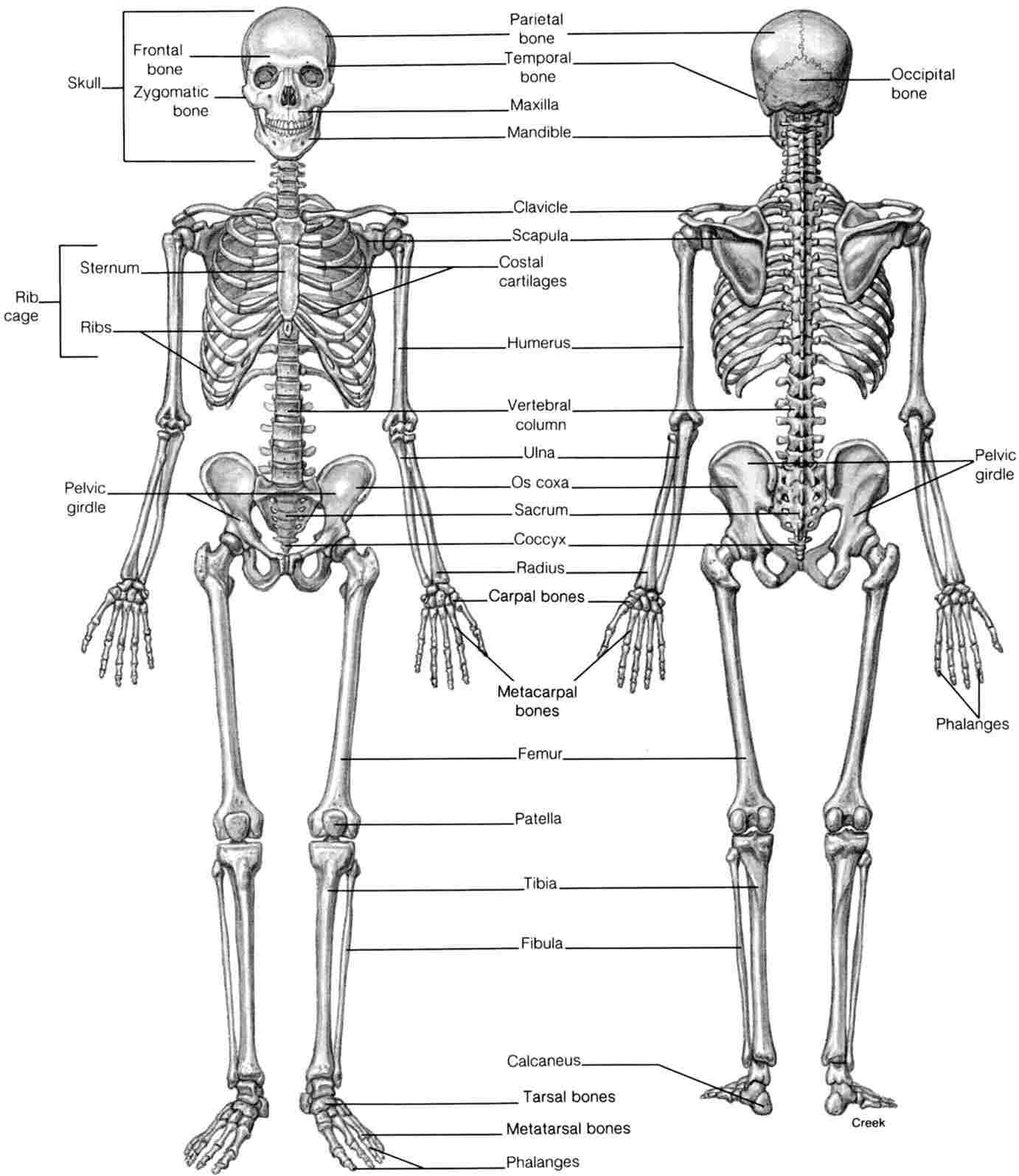  DIAGRAM Crossword Skeletal System Diagram MYDIAGRAM ONLINE