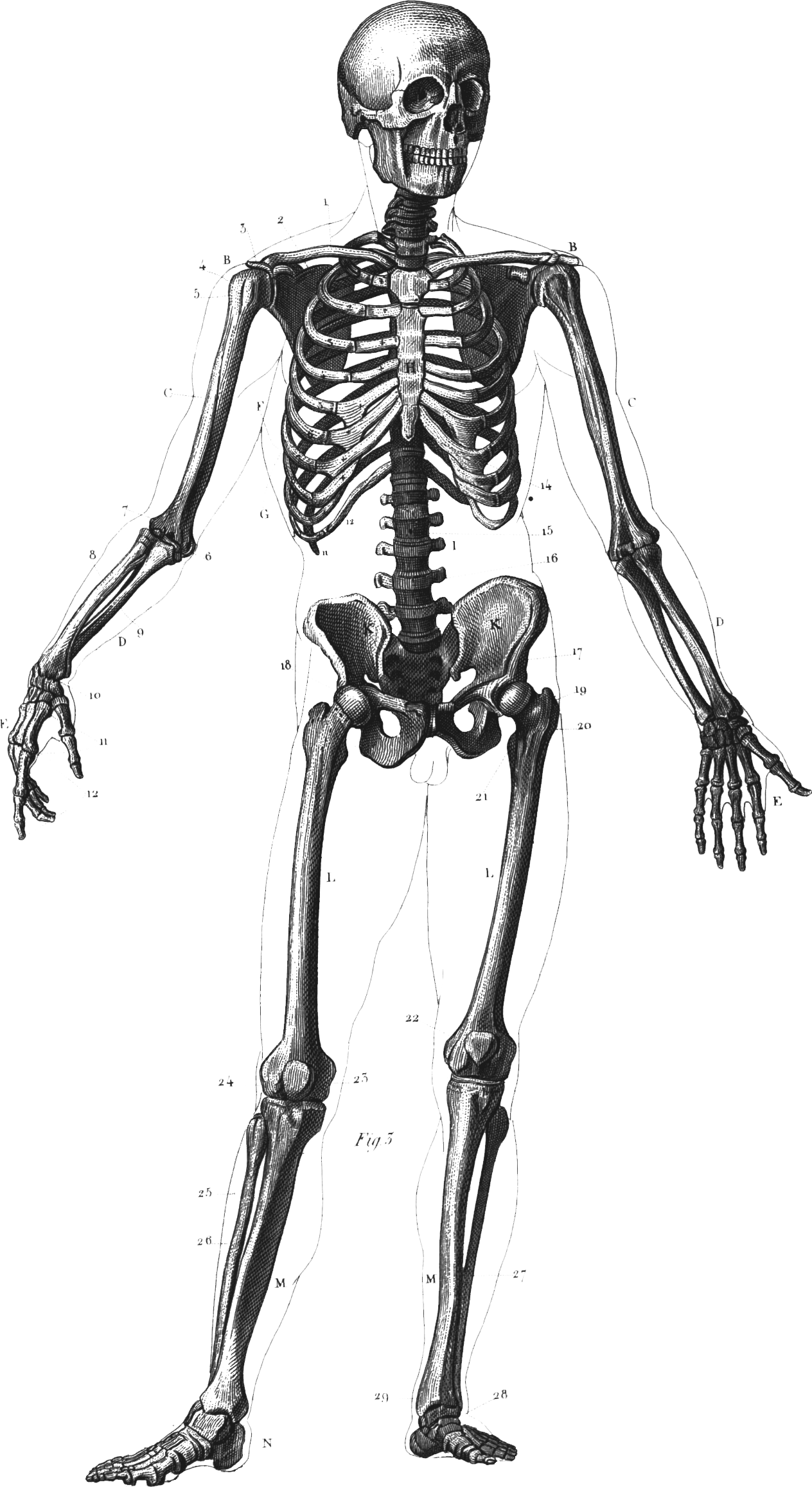 drawing of human skeleton