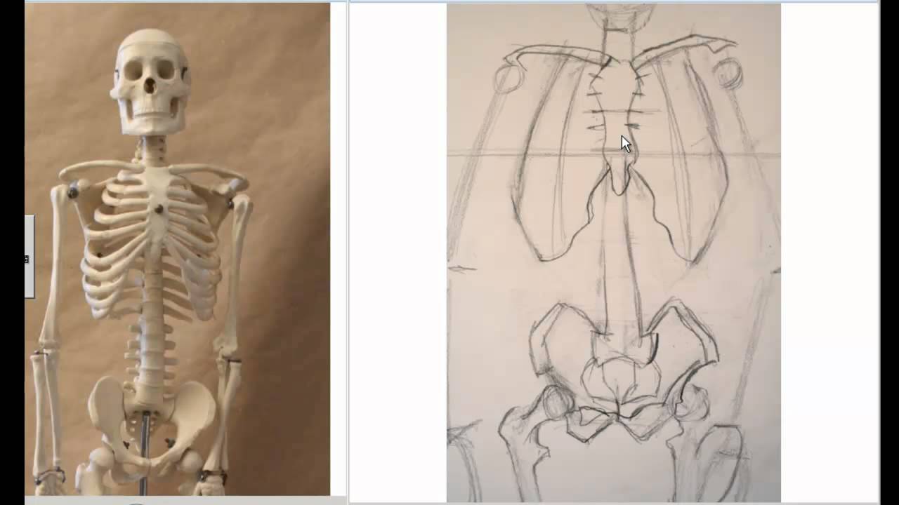 1280x720 drawing the skeleton front view preparation for life drawing - Human Skeleton Drawing