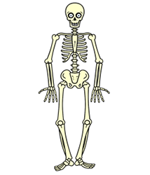214x250 How To Draw A Skeleton Day Of Dead In Skeleton Drawings - Human Skeleton Drawing