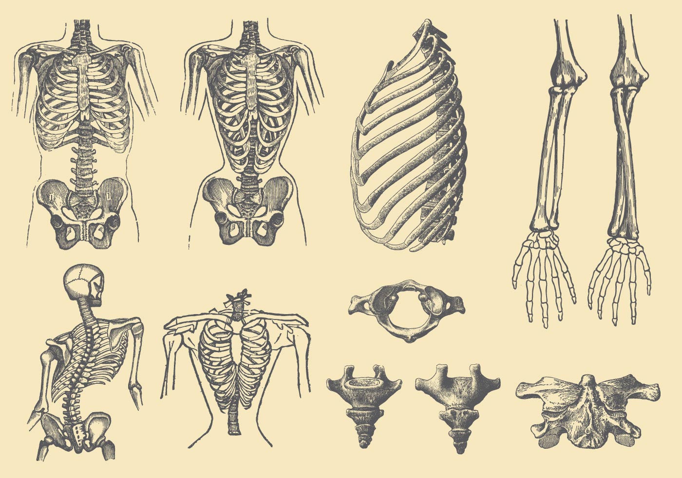 Скелет по анатомии