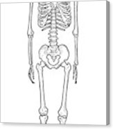 163x186 Human Skeleton Illustration, Drawing, Engraving, Ink, Line Art - Human Skeleton Drawing