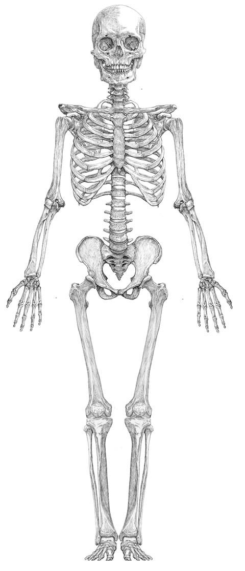 480x1115 Sketch Human Anatomy Drawing, Skeleton - Human Skeleton Drawing