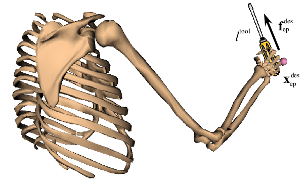 605x364 Schematic Drawing Of A Human - Human Skeleton Drawing