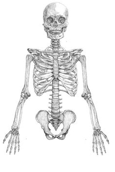 236x354 best human skeleton anatomy images anatomy art, anatomy study - Human Skeleton Drawing