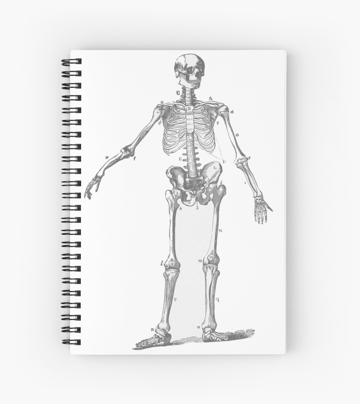 Human Skeleton Drawing At Explore Collection Of