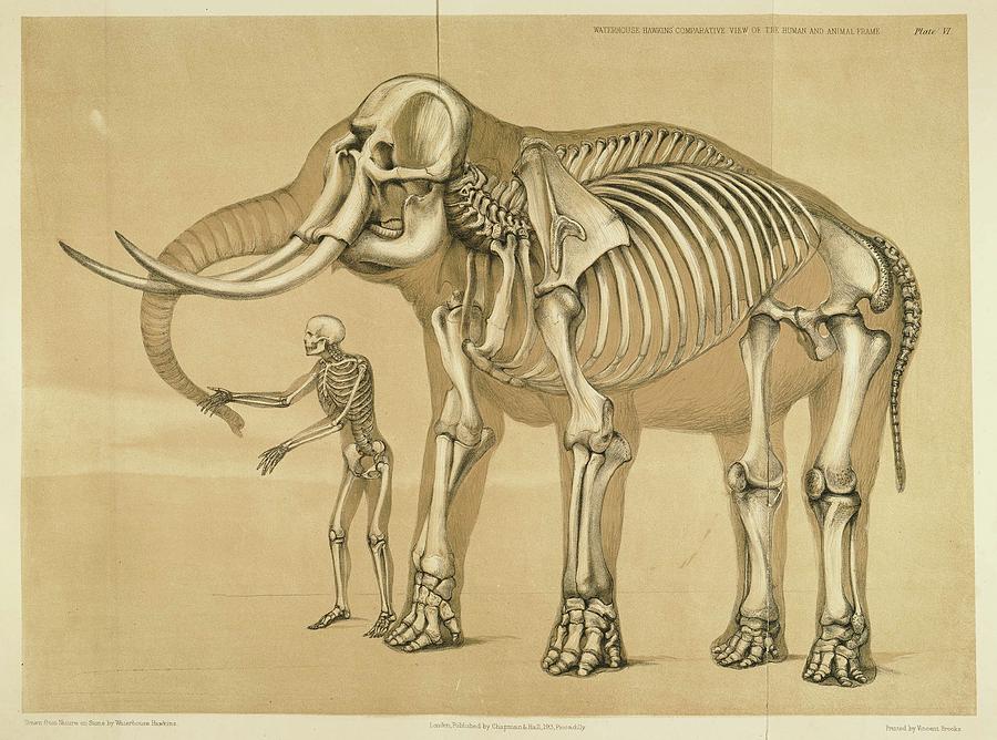 900x668 Vintage Elephant And Human Skeleton Illustration Drawing - Human Skeleton Drawing