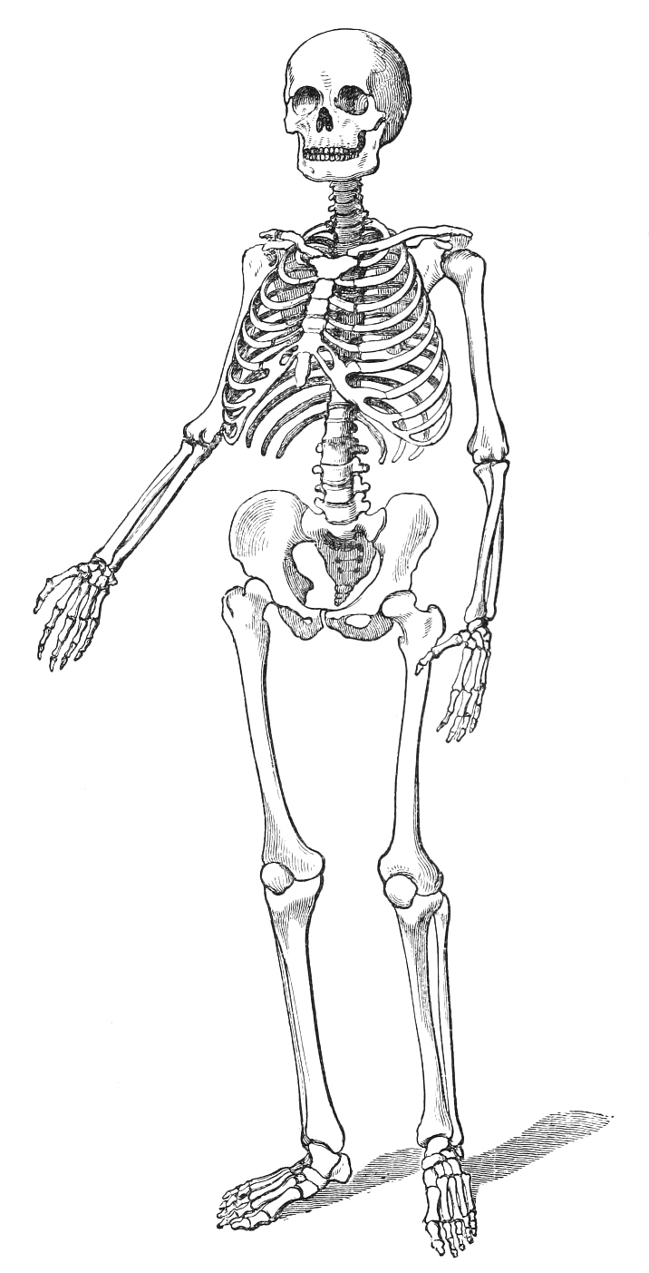 716x1403 Vintage Human Skeleton Drawing - Human Skeleton Drawing
