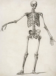 222x300 A Human Skeleton, Standing, With One Drawing - Human Skeleton Drawing