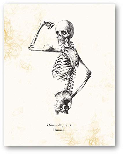 425x529 Homo Sapiens Human Skeleton Vintage Drawing - Human Skeleton Drawing