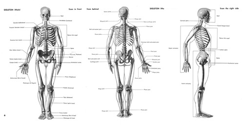 500x256 Diy Human Anatomy Figure Drawing Diy Anatomy Figure Drawing - Human Skeleton Drawing Reference
