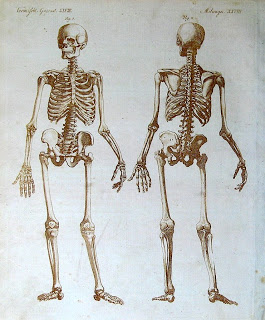 265x320 Figure Drawing How To Draw A Skeleton - Human Skeleton Drawing Reference