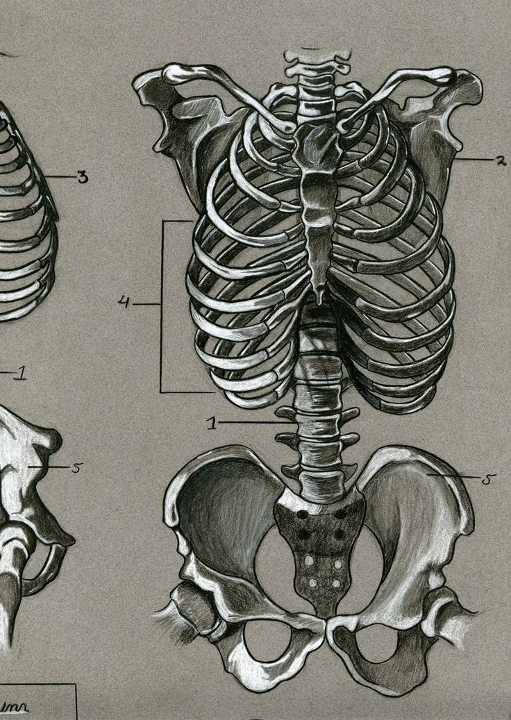 Human Skeleton Drawing Reference at Explore