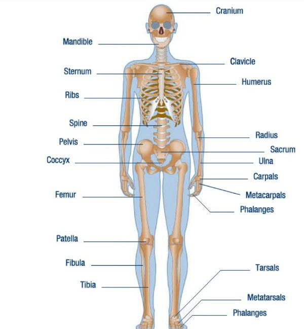600x649 Higgins Claims Services - Human Skeleton Drawing Reference