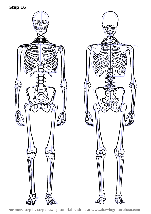 596x842 How To Draw A Skeleton How To Draw In Drawings, Skeleton - Human Skeleton Drawing Reference
