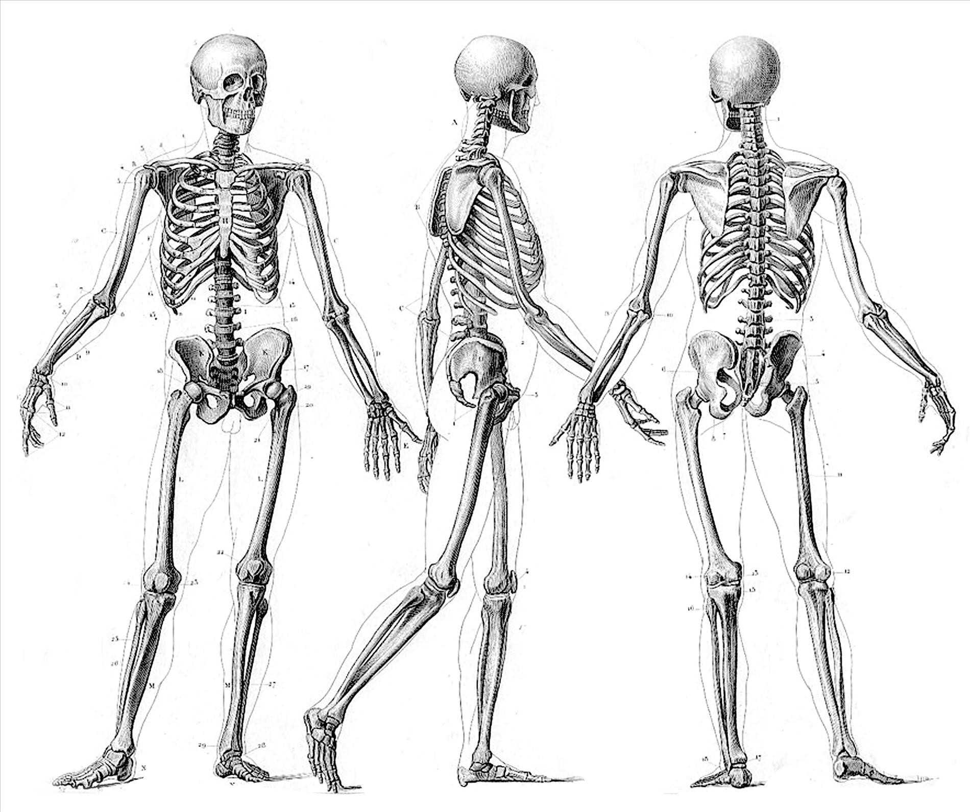 Human Skeleton Drawing Reference At PaintingValley Explore Human Skeleton Drawing Reference At PaintingValley Explore