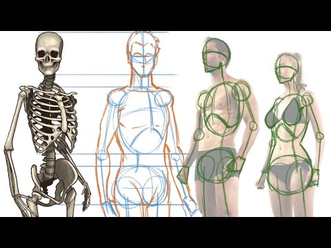 480x360 How To Draw The Human Figure - Human Skeleton Drawing Reference