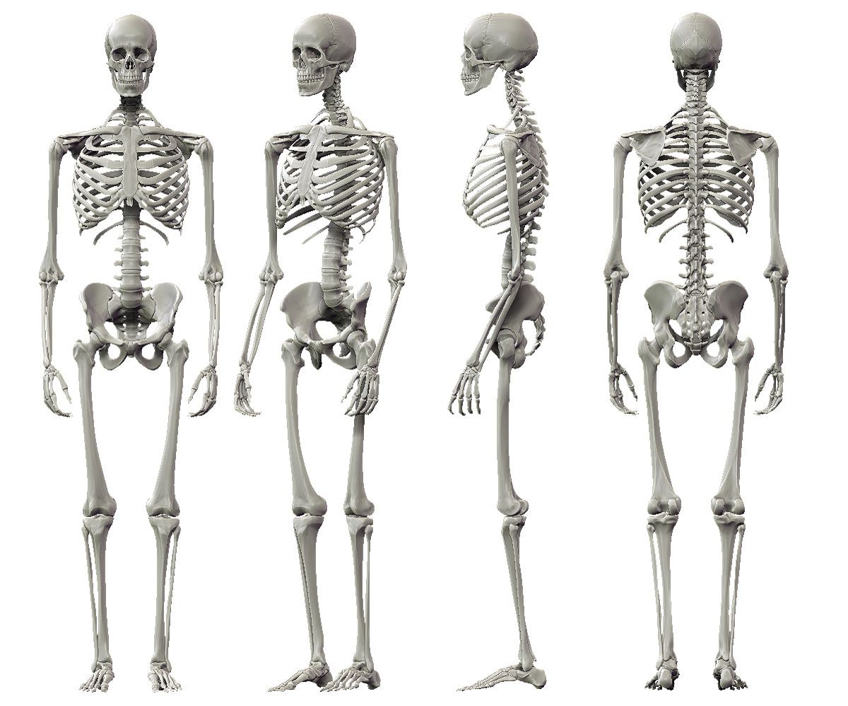 1200x998 Human Skeleton Bones Drawing Bones Skeleton Anatomy, Human - Human Skeleton Drawing Reference