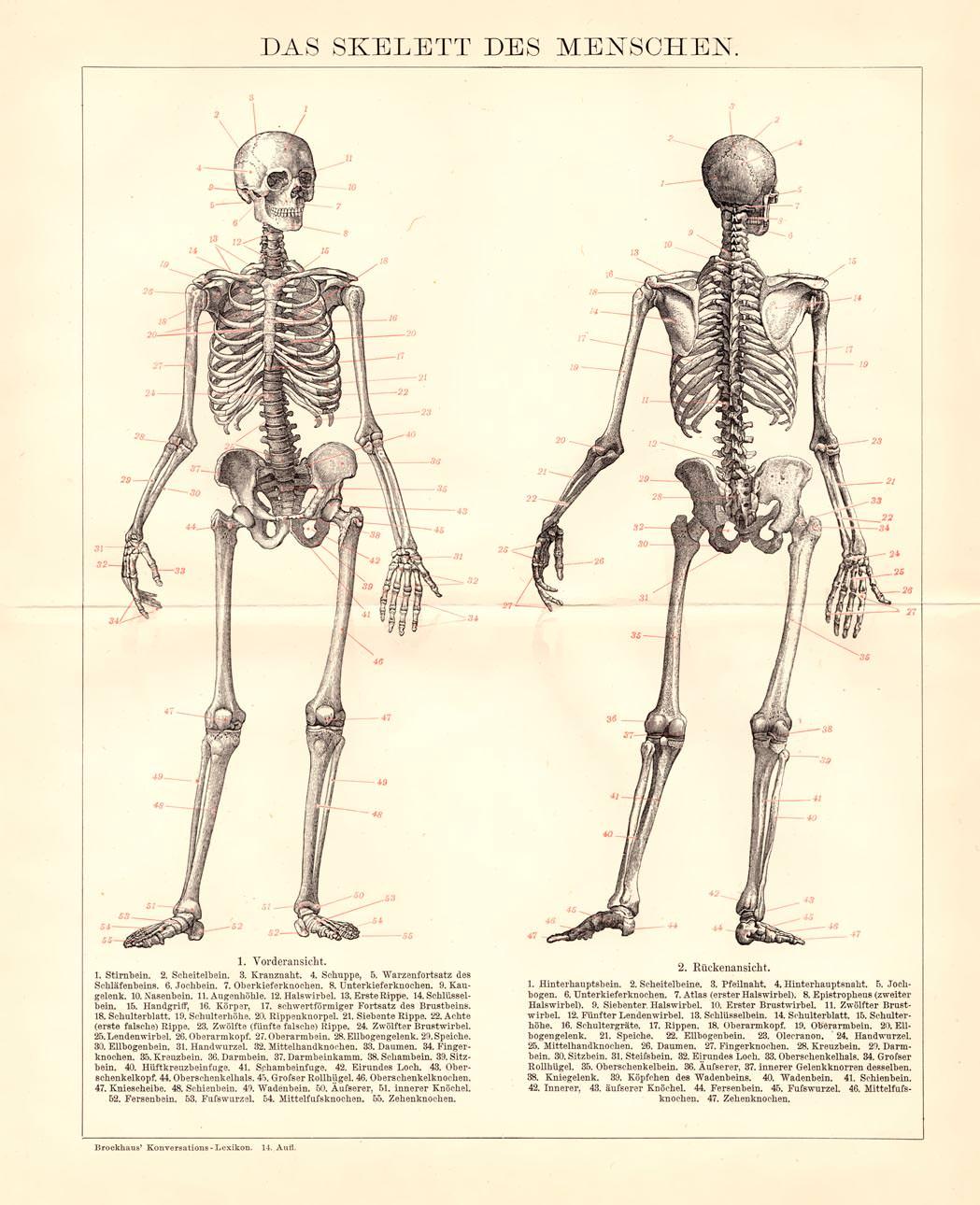 Карта понятий скелет