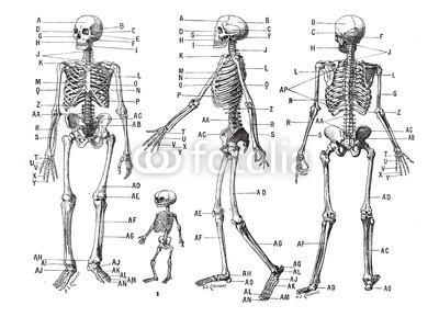 400x289 Human Skeleton, Vintage Engraving Buy Photos Ap Images - Human Skeleton Drawing Reference