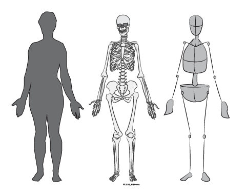 human skeleton drawing step by step